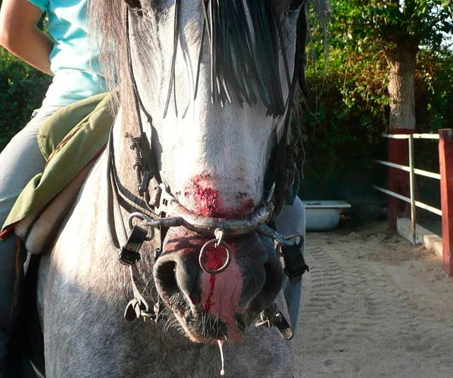 Montar a caballo es maltrato animal, poco o mucho, pero es maltrato