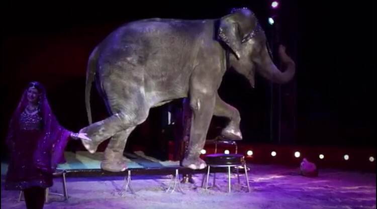 PACMA pide la retirada del circo Gottani en Talavera de la Reina