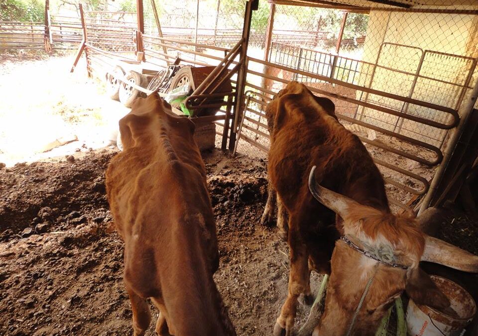 Abandono y desnutrición de un toro y una vaca en La Laguna (Tenerife)