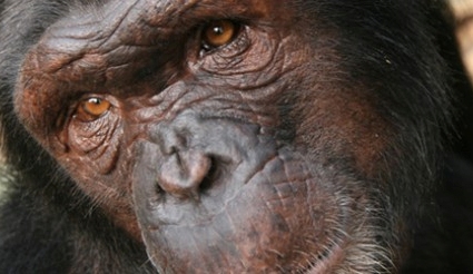 Alerta ante la desaparición inminente de los chimpancés en Nigeria