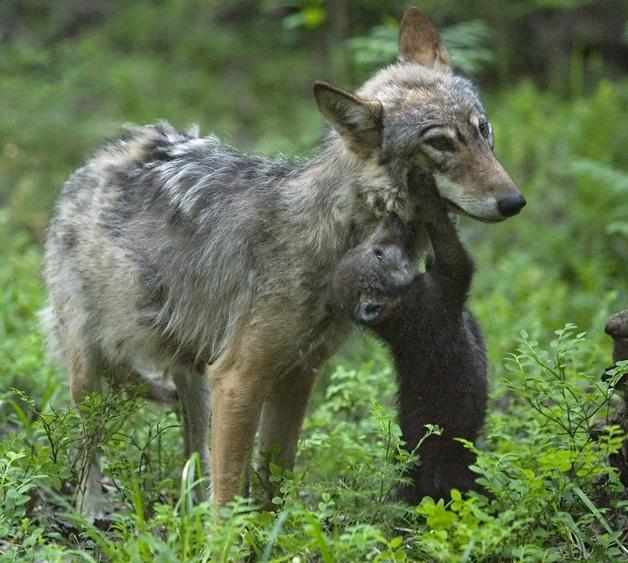 Asturias autoriza a cazadores para matar lobos