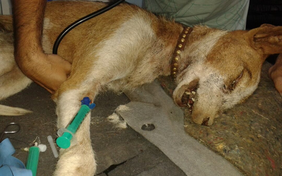 Brutal caso de maltrato a perros de caza en Tenerife