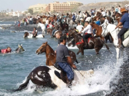 Cientos de caballos son obligados a adentrarse en el mar