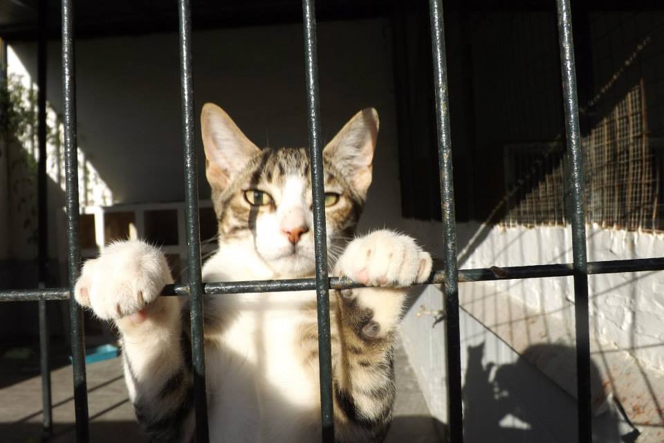 Conseguido el rescate de los gatos que fueron capturados en colegios de Jerez