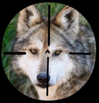 El gobierno socialista asturiano se vanagloria del récord de 37 lobos asesinados