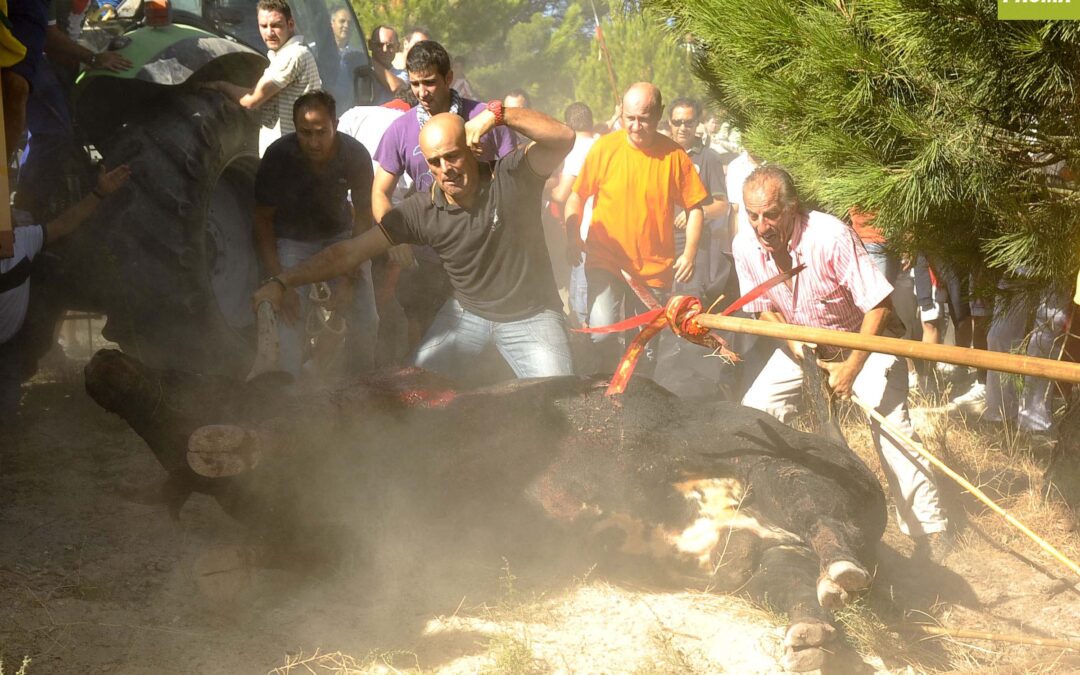 El Parlamento Europeo admite la denuncia del PACMA contra el Toro de la Vega
