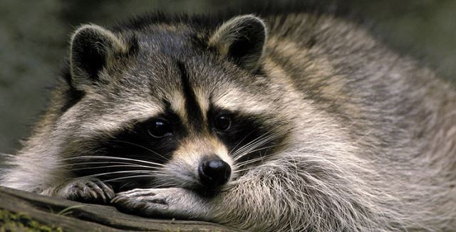 El Partido Animalista reclama el fin de la matanza de mapaches en Lugo