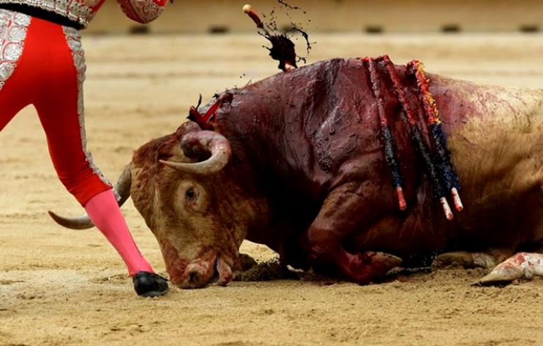 https://pacma.es/wp-content/uploads/2015/08/el-partido-popular-pretende-que-los-toros-vuelvan-a-canarias.jpg