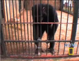 El PGS pide a A3-TV la no utilizacion de un chimpance en un concurso