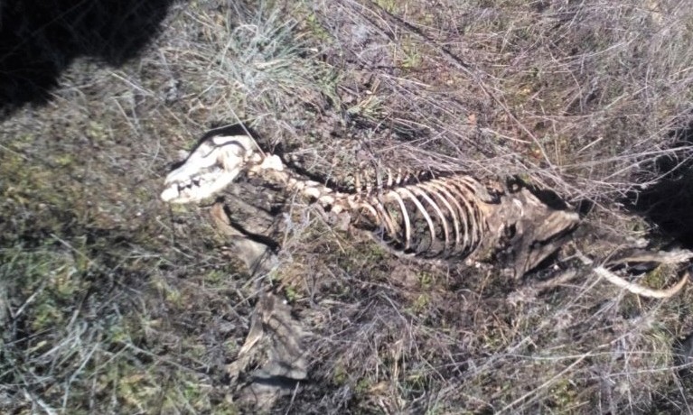 Hallazgo de varios cadáveres de galgos en Santa Cruz del Retamar (Toledo)