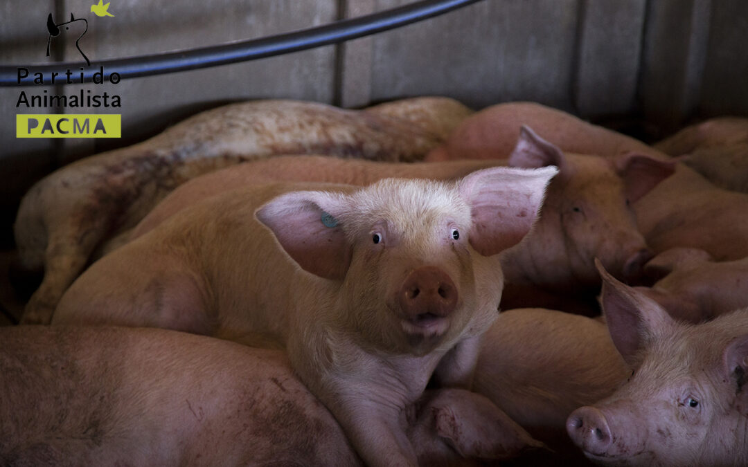 Imágenes dantescas de granjas de animales inundadas por la crecida del Ebro