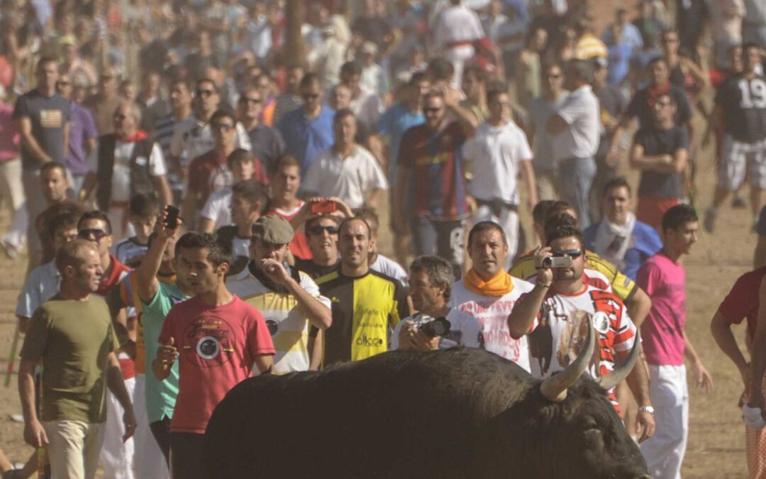 Imágenes de la muerte de Volante en Tordesillas, Toro de la Vega 2012