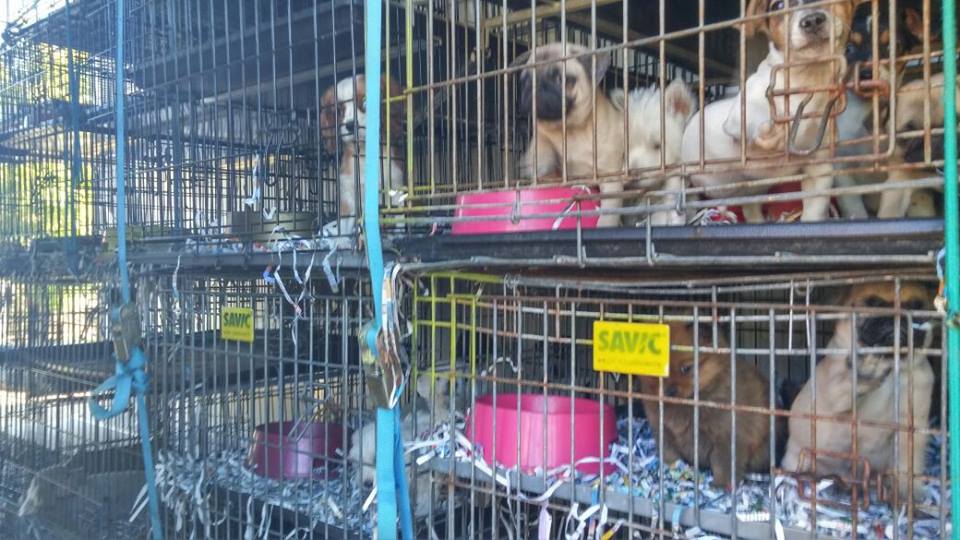 Interceptado un camión ilegal en Zaragoza que transportaba animales para venta – Partido Animalista PACMA