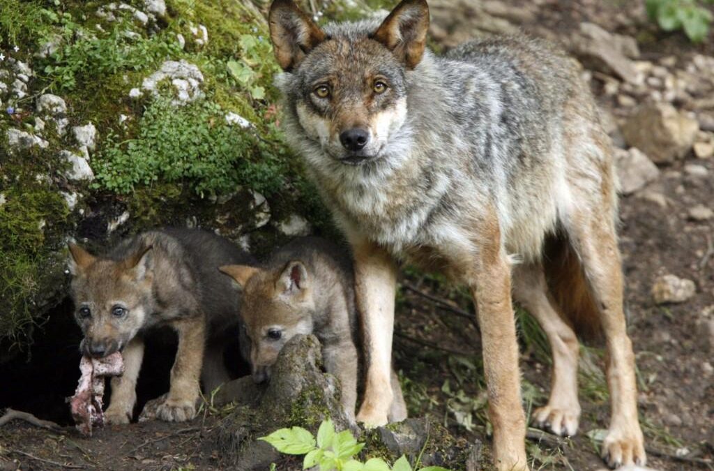 La Xunta de Galicia comienza el exterminio de lobos híbridos