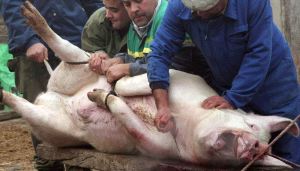 Matanza ilegal de un cerdo en Cabezón de Pisuerga (Valladolid)