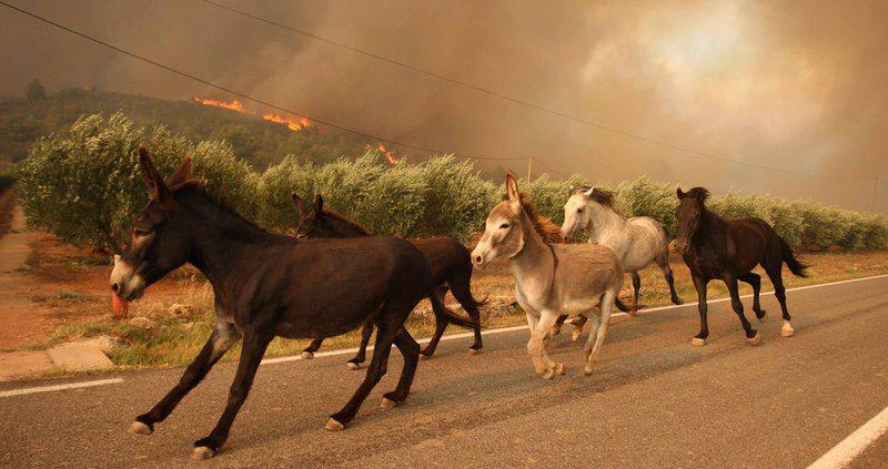 Miles de animales mueren en el incendio de L’Empordà
