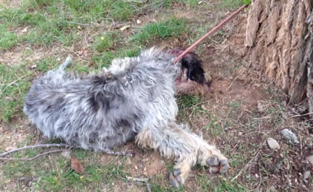 Muere una perra de caza acribillada a perdigonazos y ahorcada en un árbol