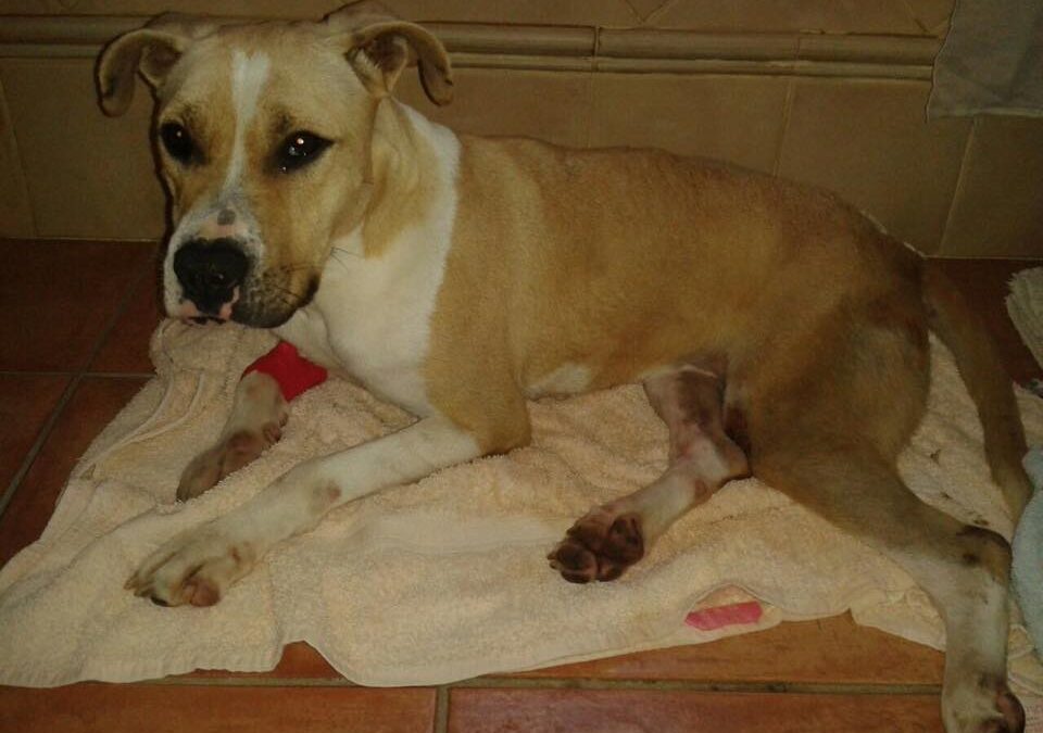 Oleada de robos de perros en la perrera de Huelva