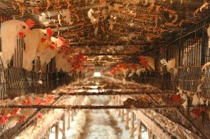 PACMA califica de «horrible» la muerte a golpes de gallinas en Pedrajas (Vallado