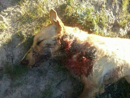 PACMA condena las batidas contra perros abandonados de Lleida y lo denunciará