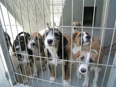 PACMA denuncia a dos perreras de Cádiz por maltrato animal