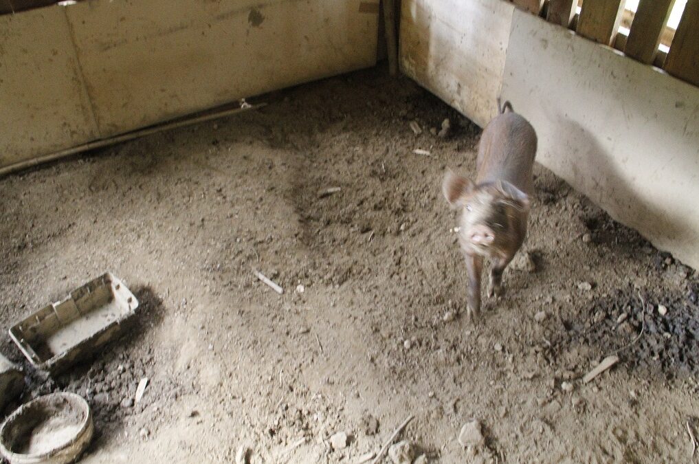 PACMA denuncia el lamentable estado de varios animales en una finca de Gipuzkoa