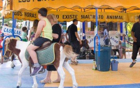PACMA denuncia el maltrato de varios ponis en Valencia