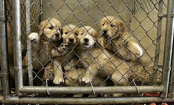 Ahuyentar De hecho Arrestar PACMA denuncia el tráfico de cachorros – Partido Animalista – PACMA