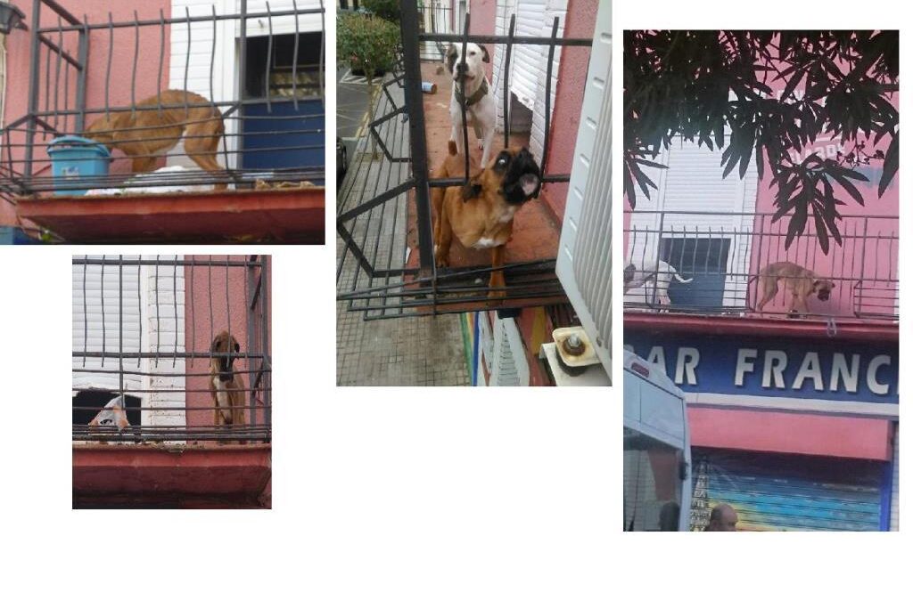 PACMA denuncia la desatención y abandono de dos perros en un balcón de Mérida