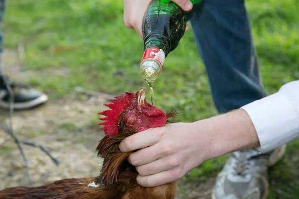PACMA denuncia la matanza de gallos por los quintos de 