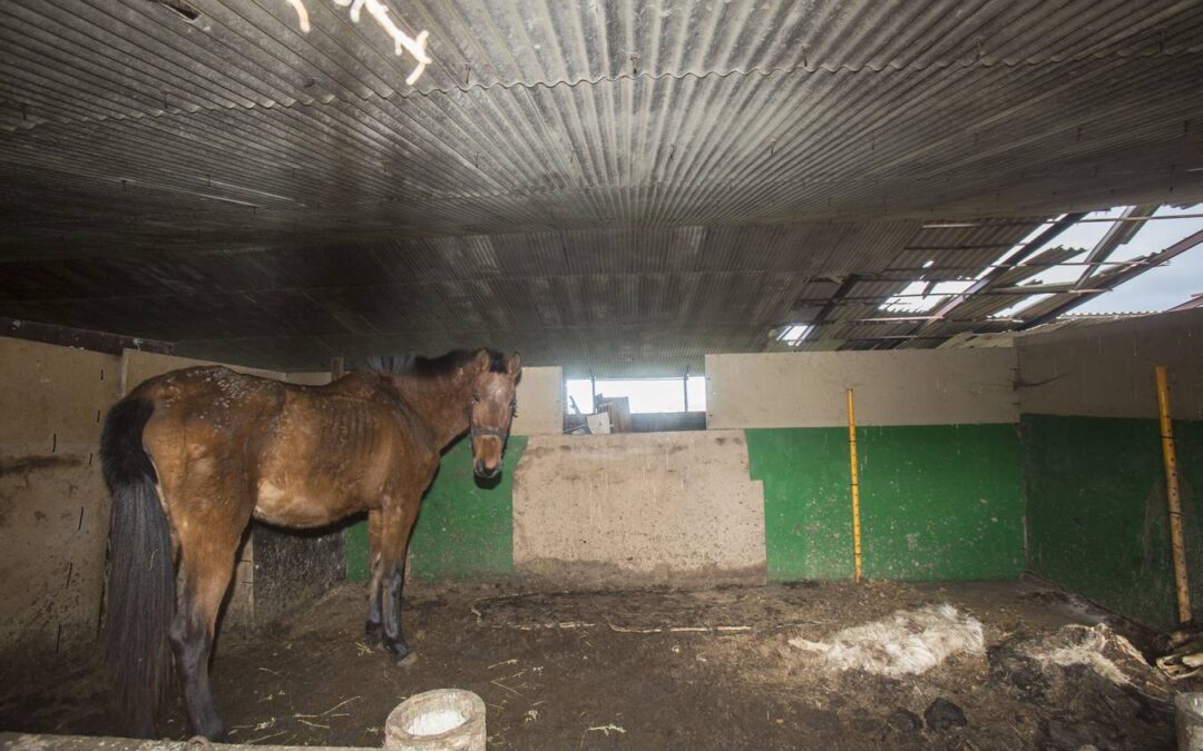 PACMA denuncia la muerte por inanición de seis animales en un establo abandonado