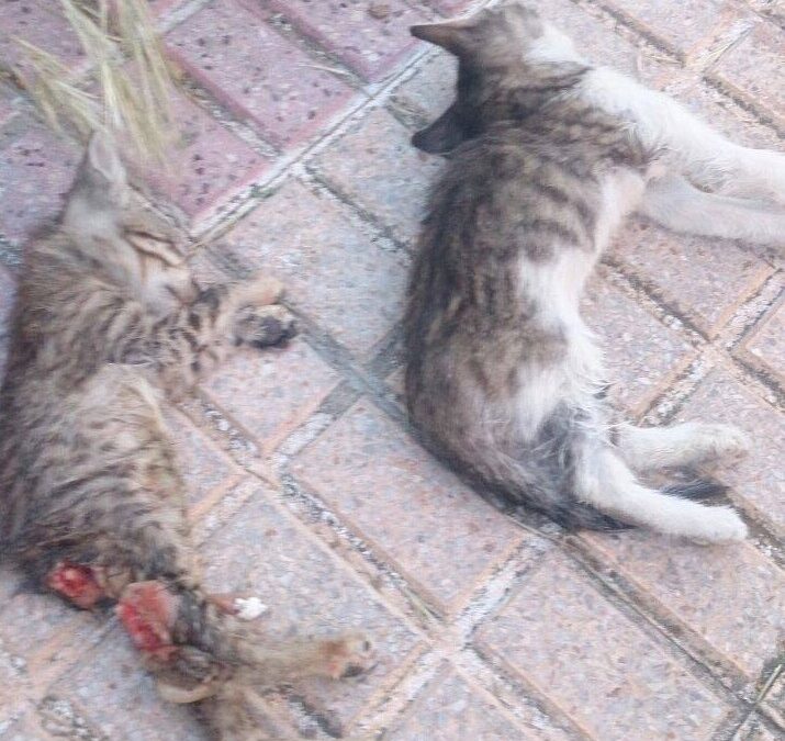 PACMA denuncia la mutilación y masacre de gatos en la ciudad de Salamanca