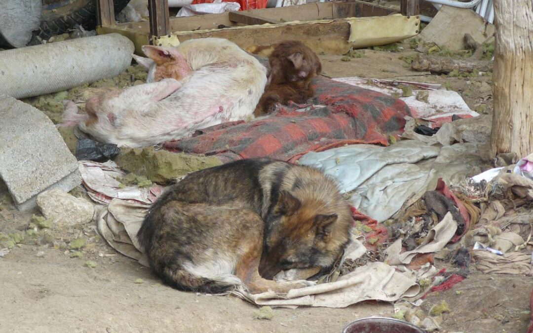 PACMA denuncia por vía penal un caso de malos tratos a varios perros en Segovia