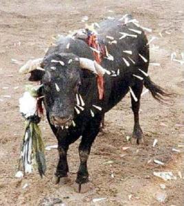 PACMA denunciará al Ayuntamiento de Coria si mata a los toros en la vía pública