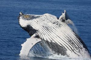 PACMA insta a la Comisión Ballenera Internacional que prohíba la caza de ballena