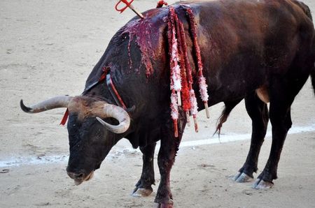 PACMA pedirá la retirada de fondos públicos a los festejos taurinos valencianos