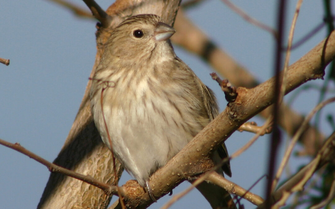 PACMA pide a la Generalitat de Cataluña que prohíba la captura de aves cantoras