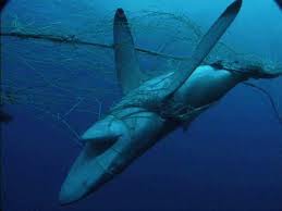 PACMA rechaza la instalación de un secadero de aletas de tiburón en Canarias