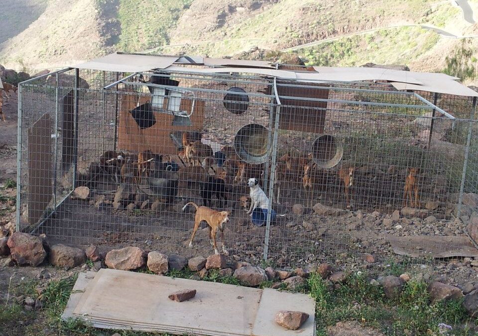 Recurren al desprestigio para frenar al movimiento animalista en Gran Canaria