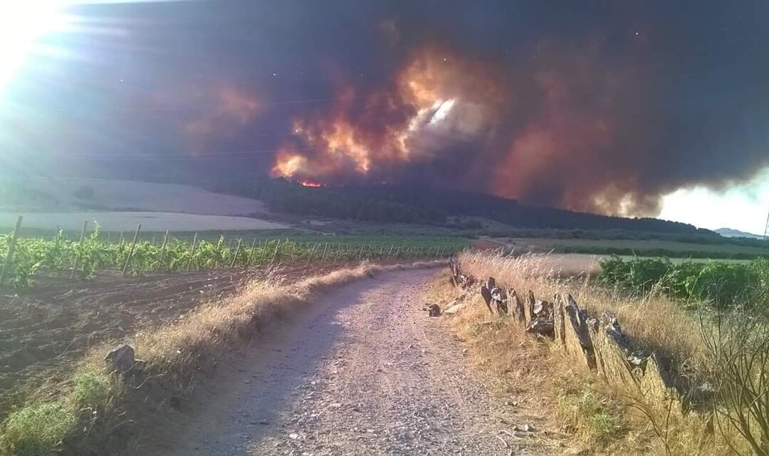 Siete propuestas del PACMA contra los incendios
