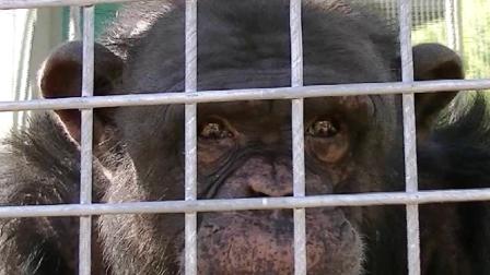 Solicitado habeas corpus para Toti, el chimpancé cautivo