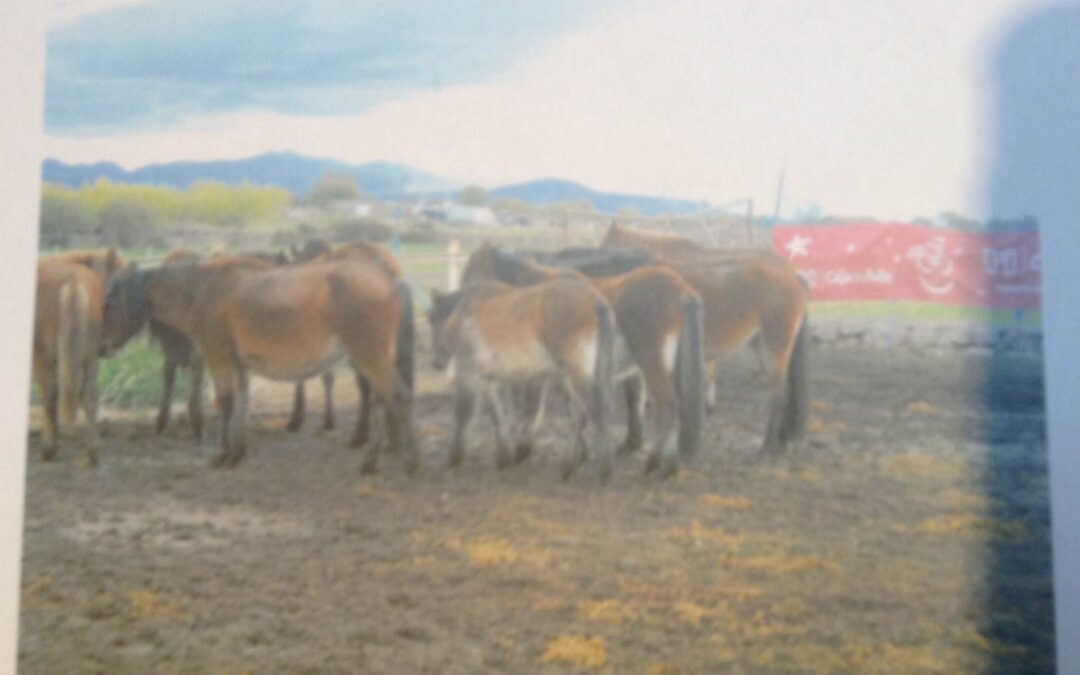 Subasta de 20 caballos abandonados destino al matadero