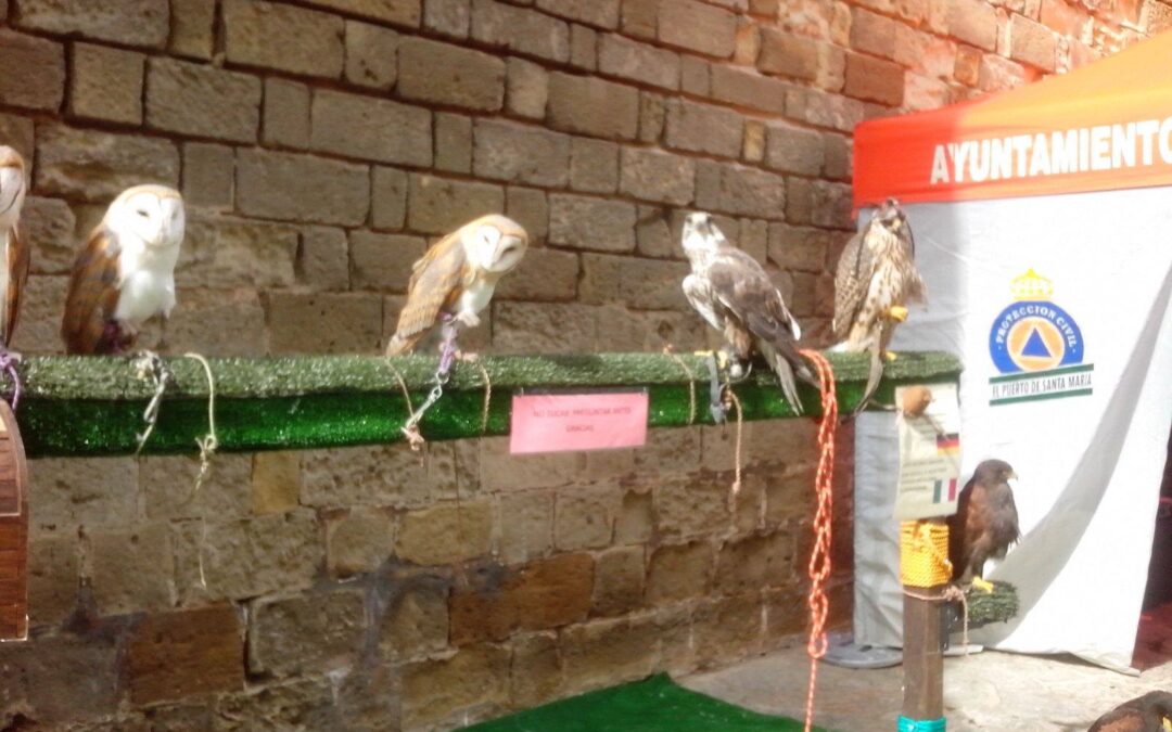 PACMA denuncia exhibición y mendicidad con aves rapaces en el Puerto de Sta Maria