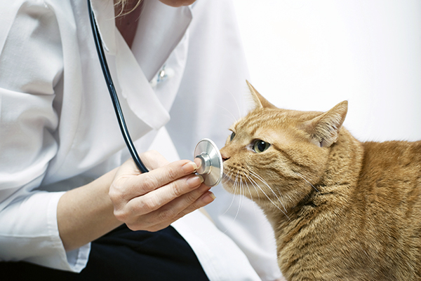 Ámsterdam ofrece cobertura veterinaria gratuita para los animales de familias con pocos recursos