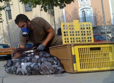 El Colegio de Abogados de Barcelona denuncia que el Ayto. de Barcelona quiere seguir matando palomas