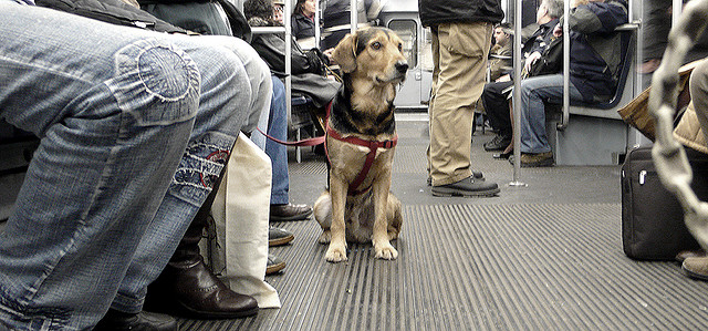 Los perros ya pueden viajar en el Metro de Madrid