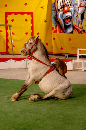 Veterinarios piden la prohibición de los circos con animales salvajes