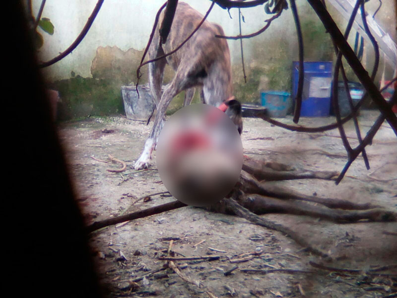 PACMA denuncia al dueño de varios perros con desnutrición extrema que devoran a un cachorro