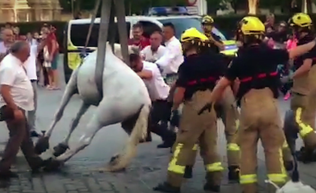PACMA documenta la explotación animal en los coches de caballos de Sevilla y pide su reconversión