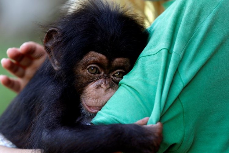 Los grandes simios se enfrentan a la extinción por la explotación humana